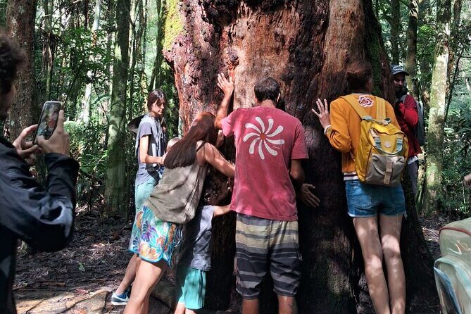 4x4 Tijuca National Park Rio de janeiro - Parque Nacional da Tijuca: the Big Urban Forest Feeling