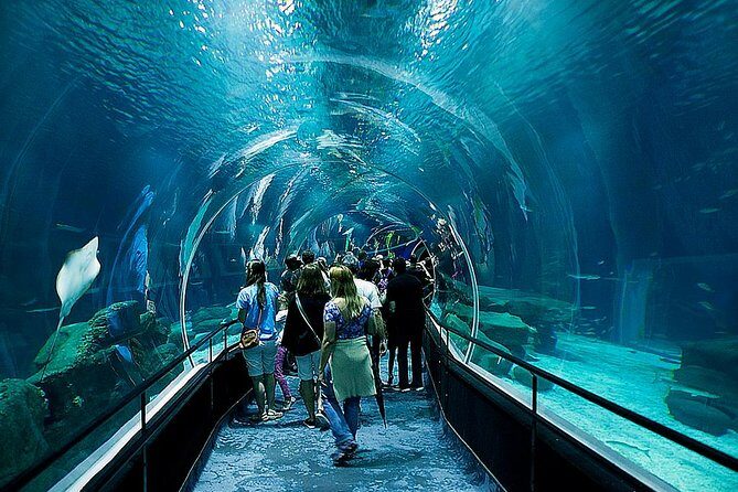 AquaRio Small Group Guided Tour with entrance and transfer - Hotel pickup and small-group comfort in a Rio minivan