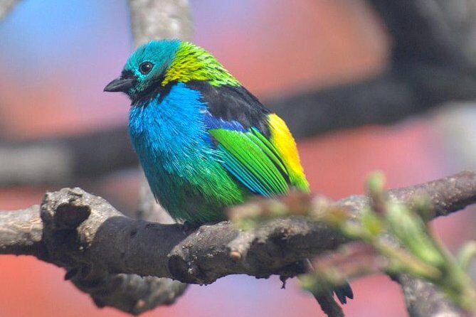 Birdwatching tour to Tijuca National Park with Pica-pau Tours - Coffee break plus the trail rhythm: how the tour stays enjoyable