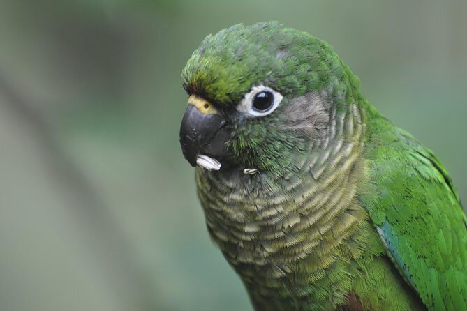 Birdwatching tour to Tijuca National Park with Pica-pau Tours - Price and value: private up to 4, plus included coffee