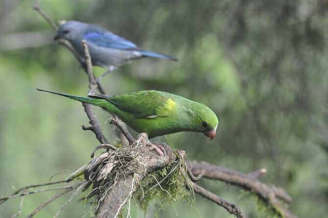 Birdwatching tour to Tijuca National Park with Pica-pau Tours - What you should pack and how to prepare (without overthinking it)