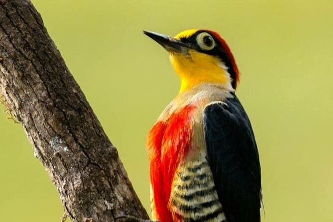Birdwatching tour to Tijuca National Park with Pica-pau Tours - How the guides find birds: calls, recordings, and English names