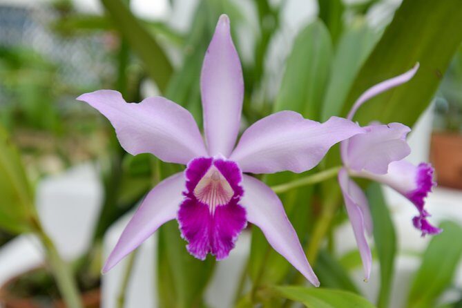 Botanical Garden and Parque Lage Private Tour with a Photographer - Price and what your $150 per person really buys