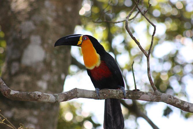 Full Day Tour in Rio: Corcovado, Selaron Steps and Park Lage - Parque Lage in Tijuca National Park: greenery plus architecture