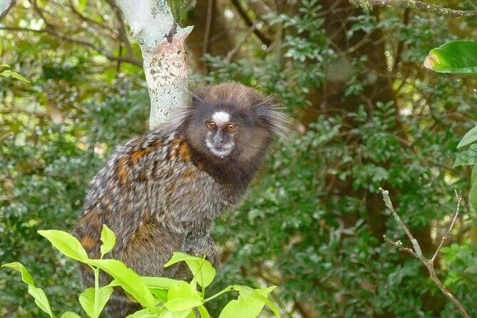 Guided Tour in Tijuca Forest with transfer - Vista Chinesa: First Views and Photo Orientation