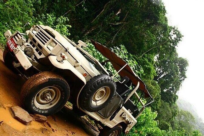 Half-Day Jeep Tour in Rio's Tijuca Rainforest and Scenic - Stop 1 in the rainforest: Floresta da Tijuca and the “look up” game