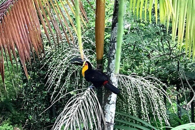 Half-Day Jeep Tour in Rio's Tijuca Rainforest and Scenic - Guides and group energy: what makes the tour feel good