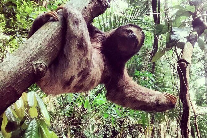 Hiking to Christ the Redeemer A Journey to Rio's Iconic Landmark - Tijuca National Park: 4 Hours in Rio’s Urban Forest