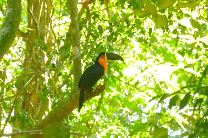 Hiking to Christ the Redeemer A Journey to Rio's Iconic Landmark - Parque Lage: A Green Pause Under Corcovado’s Shadow