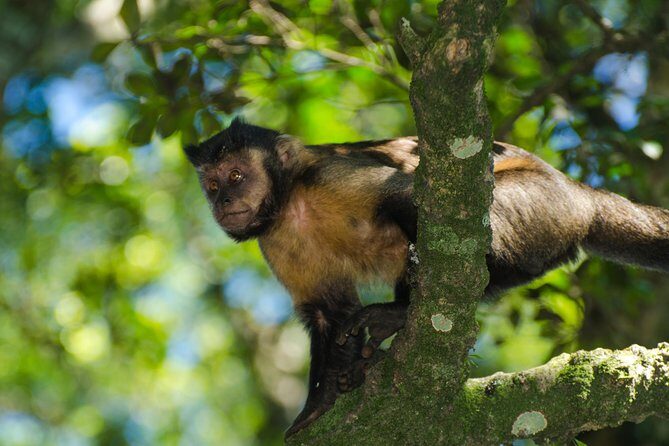 Jeep Tour to Tijuca Forest in Rio de Janeiro - Key Takeaways Before You Go