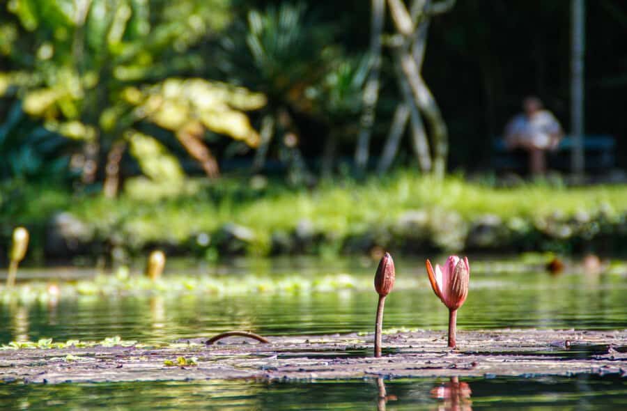 Jeep'n'Green: Rio Botanical Garden & Tijuca Rainforest Tour - Guides make or break the day, and this one often delivers