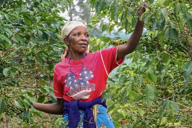 Original Historic Coffee Farm Guided Tour with Transfer - Rio to the Coffee Valley: the real pace of a long transfer