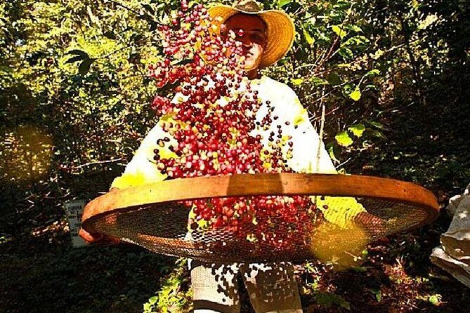 Original Historic Coffee Farm Guided Tour with Transfer - Price and value: is $220 a fair trade for the day?