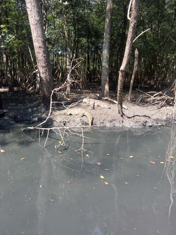 Pantanal of Rio de Janeiro - Should you book the Pantanal of Rio de Janeiro tour?