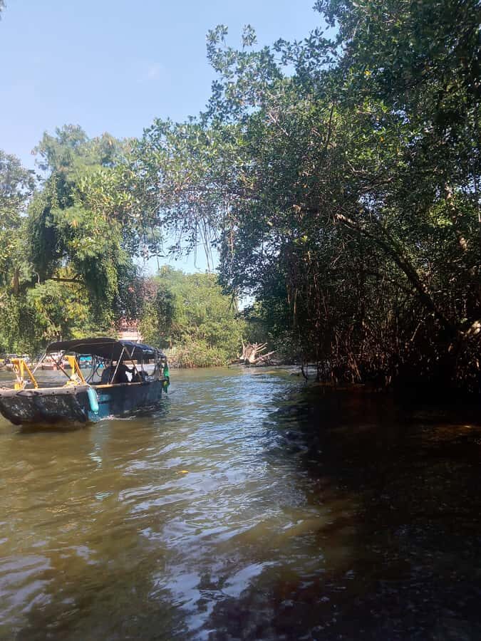 Pantanal of Rio de Janeiro - The boat route through the archipelago: where you spot caimans and capybaras