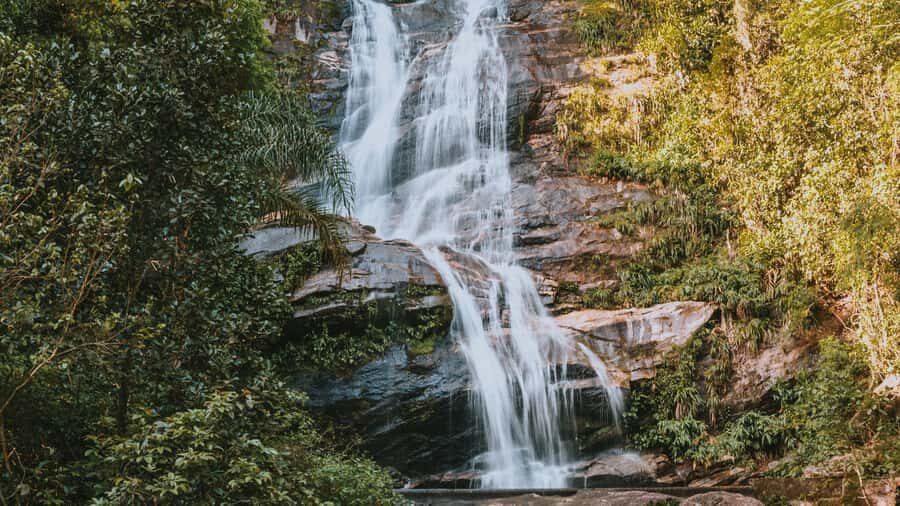 Rio de Janeiro: 4-Hour Botanical Garden & Tijuca Forest Tour - How good guiding changes a short tour