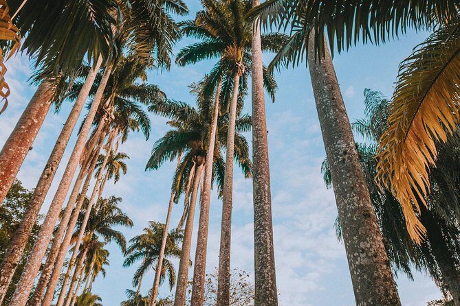 Rio de Janeiro Botanical Garden & Tijuca Forest Tour - A half-day that links Rio’s famous views to its living green spaces
