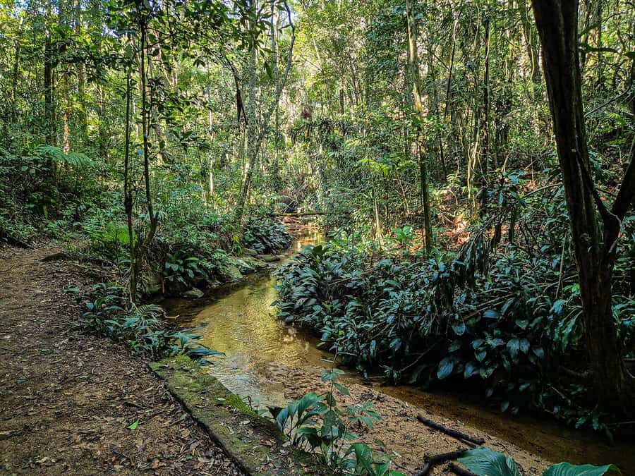 Rio de Janeiro: Guided Jeep Tour through Tijuca Rainforest - Capela Mayrink and the waterfall stops: short breaks, real atmosphere