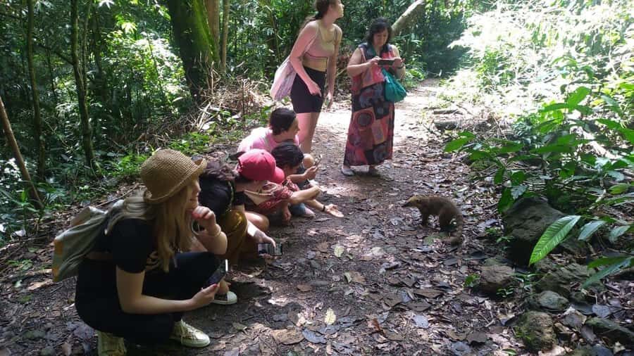 Rio de Janeiro: Jeep Tour in the Tijuca Forest - Alto da Boa Vista: City Meets Forest, Without the Overplanning