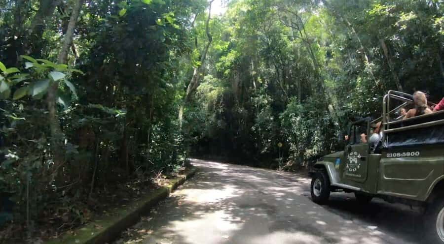 Rio de Janeiro: Jeep Tour in the Tijuca Forest - “Safari” Energy: Animals, Plants, and the Day’s Real Chance