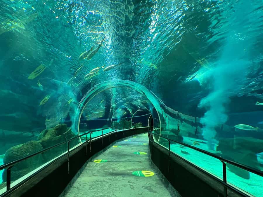Rio de Janeiro: Marine Aquarium Entry Tickets - AquaRio’s size is the whole point (and it helps you plan)