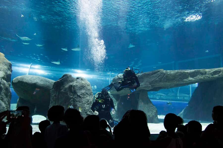 Rio de Janeiro: Marine Aquarium Entry Tickets - Boulevard Olímpico: pair your aquarium with a fun Rio bay walk