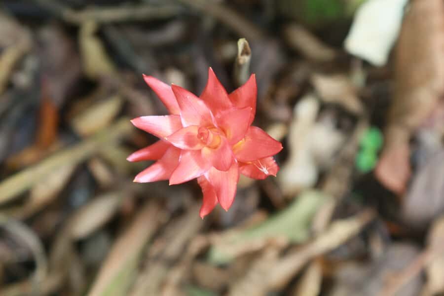 Rio de Janeiro: Tijuca Forest Waterfall of Souls Hike - What to bring, and what to skip in Tijuca