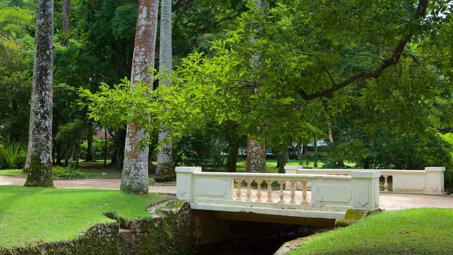 Rio de Janeiro: Tijuca National Park & Botanic Garden Tour - Botanical Gardens: 7,000 plant species, and how to enjoy them in a short visit