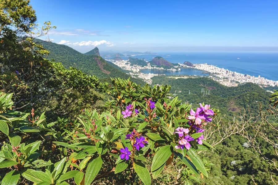 Rio de Janeiro: Tijuca National Park & Botanic Garden Tour - Price and value: is $65 a good deal for this Rio combo?