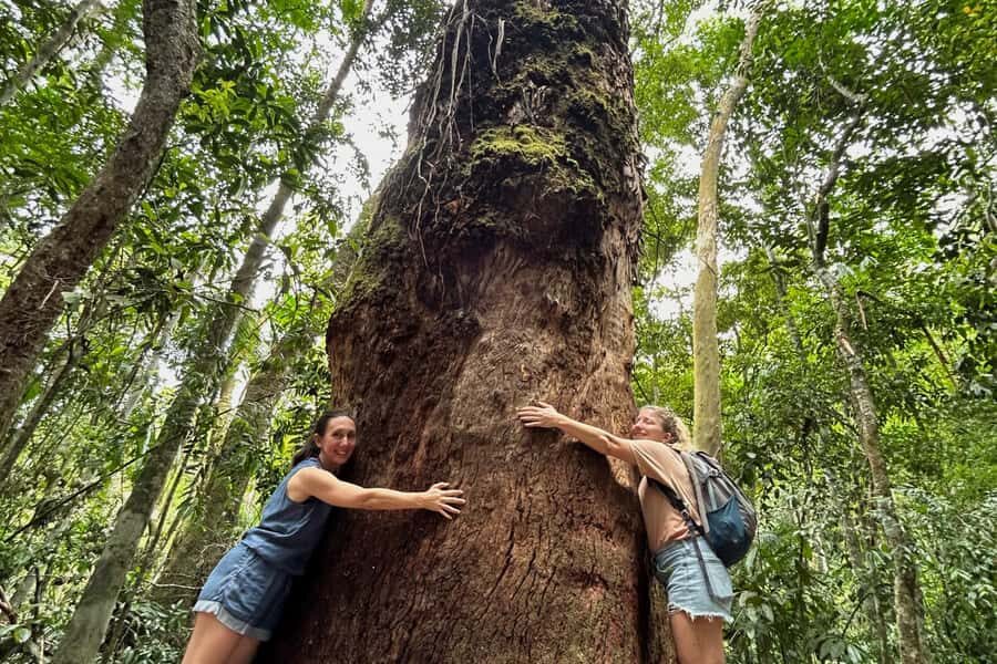 Rio de Janeiro: Tijuca National Park Tour - Key highlights worth your attention