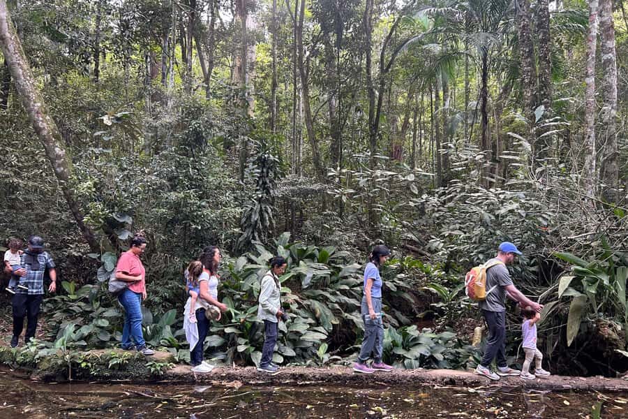 Rio de Janeiro: Tijuca National Park Tour - Tijuca National Park’s rainforest walk: what you’ll actually notice