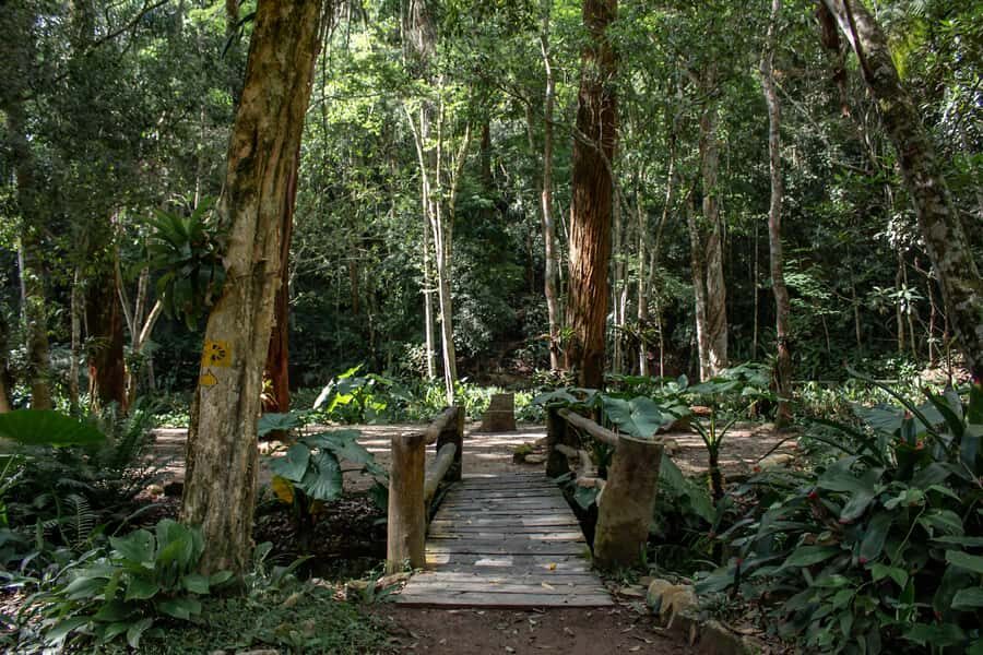 Rio: Half-Day Jeep Tour at Floresta da Tijuca - Cascatinha Visconde de Taunay: waterfall time and a reality check