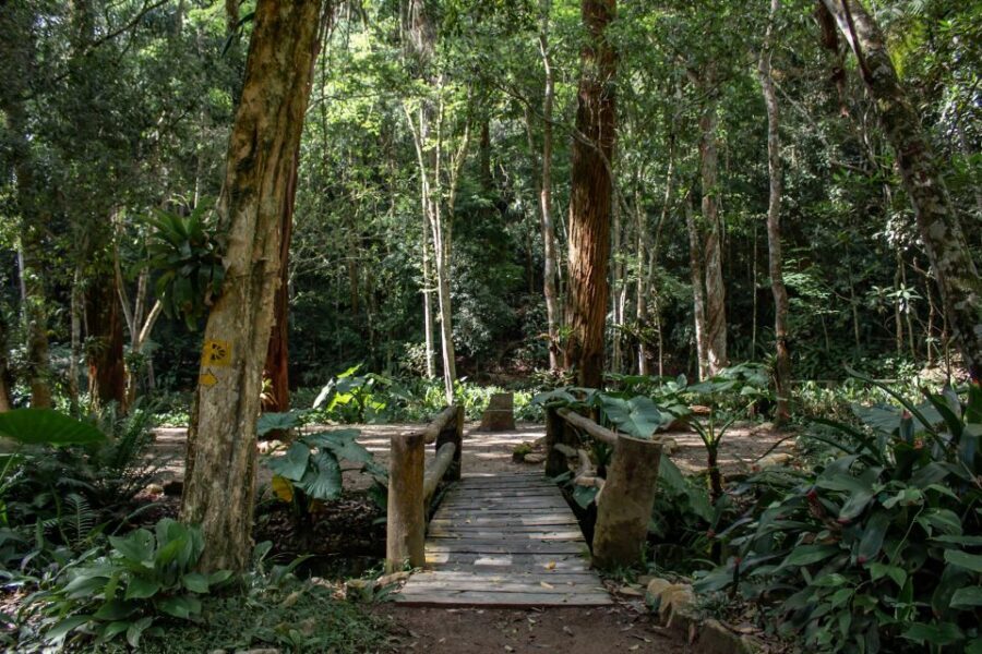 Rio: Half-Day Jeep Tour at Floresta da Tijuca - Capela Mayrink (1855) and the two-trail forest rhythm