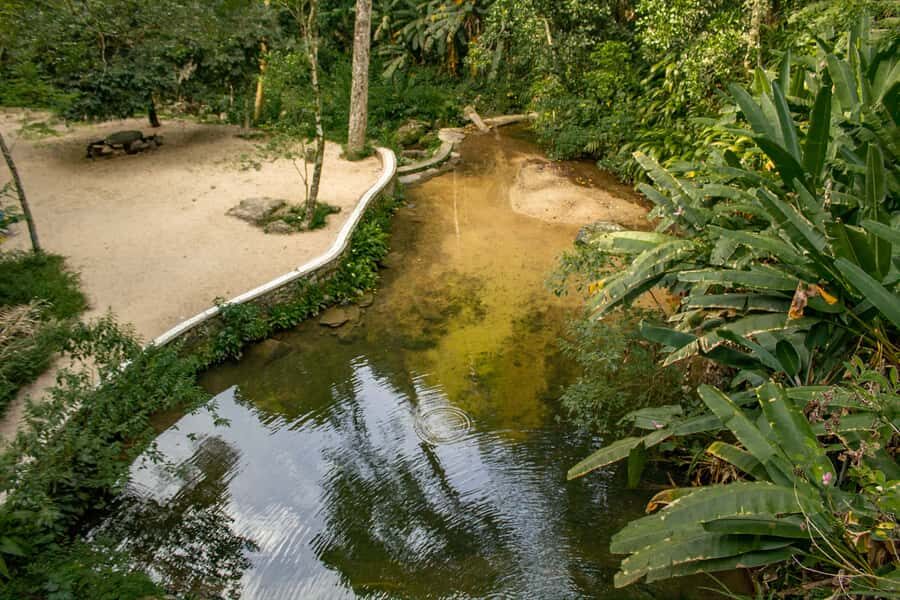 Rio: Half-Day Jeep Tour at Floresta da Tijuca - Wildlife sounds are part of the “atmosphere” even when sightings vary