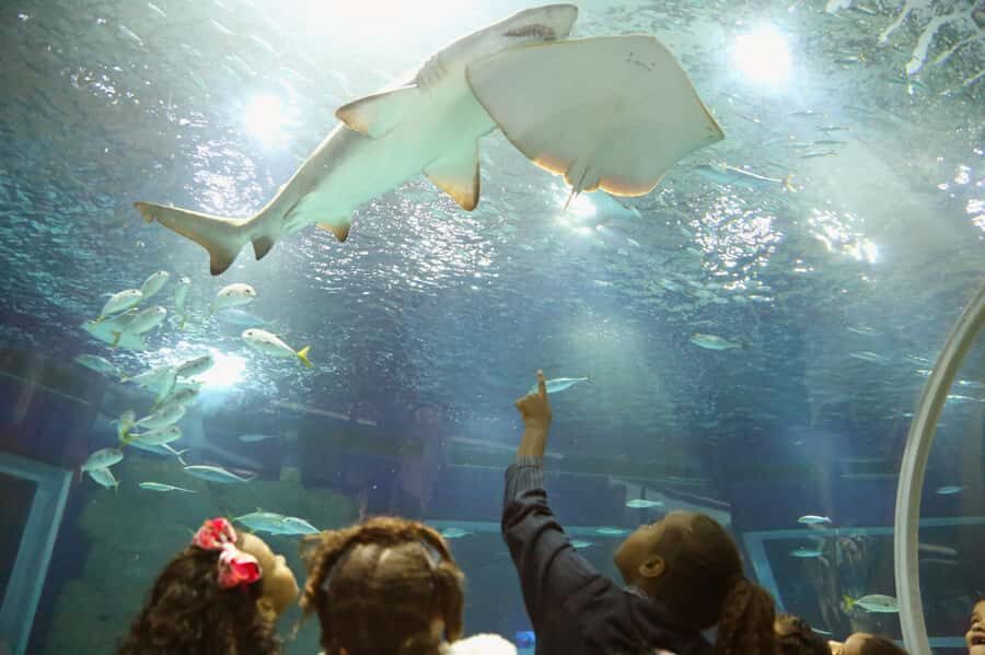 Rio: Olympic Boulevard, AquaRio and Museum of Tomorrow Tour - Key things to know before you go