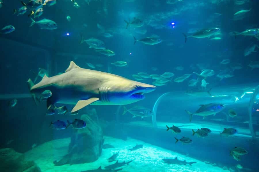 Rio: Olympic Boulevard, AquaRio and Museum of Tomorrow Tour - Price and value: does $49 buy enough?
