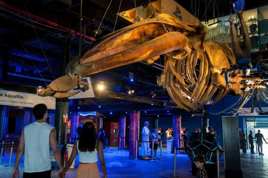 Rio: Olympic Boulevard, AquaRio and Museum of Tomorrow Tour - Who this tour is perfect for (and who should skip it)