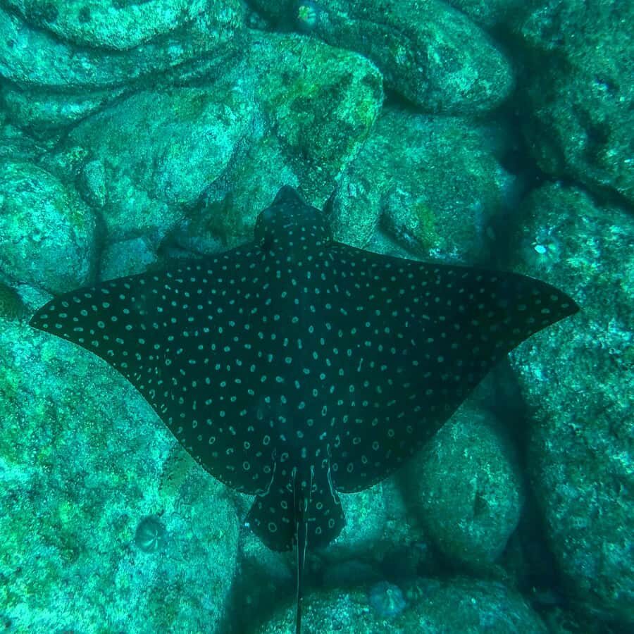 Rio: Snorkel & Swim with Turtles Tour at Tijuca Islands - Who this tour is best for
