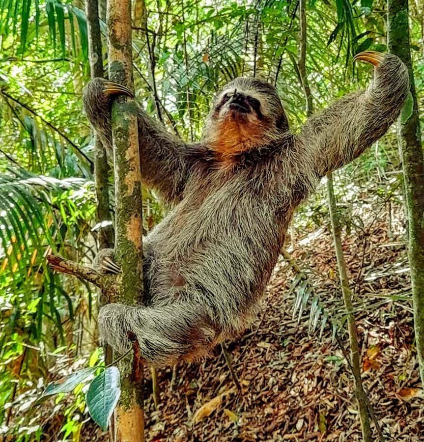 Rio: Tijuca National Park Small-Group Hike to Pedra Bonita - Key things that make this hike worth it