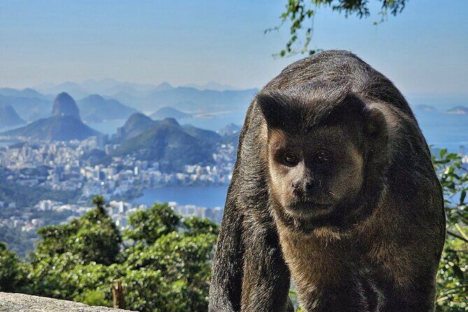Small-Group Tijuca Forest Guided Tour - Tijuca Forest Close Enough to Feel Like a Secret