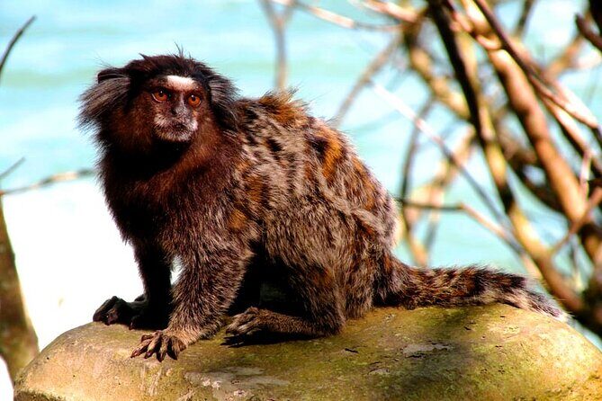 Tijuca Forest Caves and Falls Tour in Rio de Janeiro - What the guide does best: spotting wildlife and explaining the forest