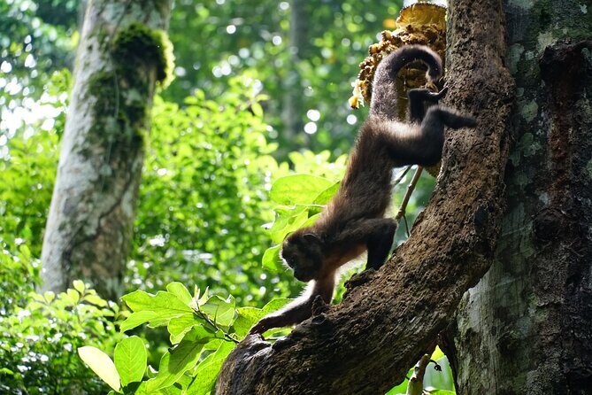 Tijuca Forest Hike - Waterfalls & Caves, Nature & Wild Life! - How hard is the trail: 5.5 miles, easy-ish, watch the slick spots