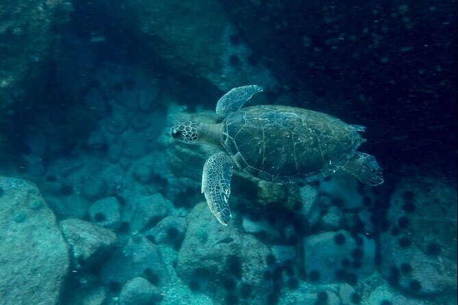 Tijuca Islands Snorkeling & Whale Watching Boat Tour from Rio - Whale Watching: The Extra R$150 Fee and the Timing Reality