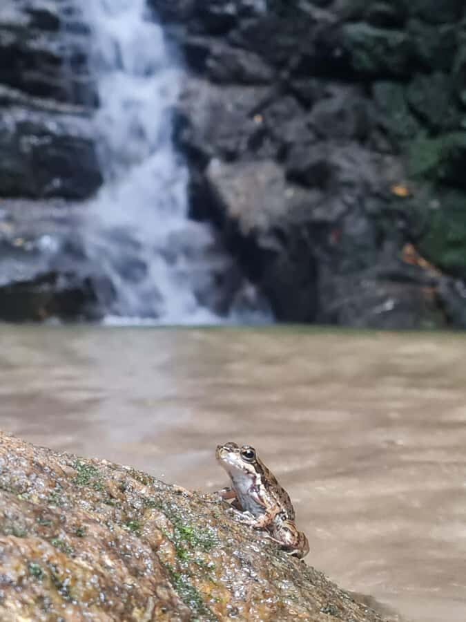 Tijuca Rain Forest - Adventure through Waterfalls & Caves - Pickup and lookout stops: the easy start from Leblon to Ipanema