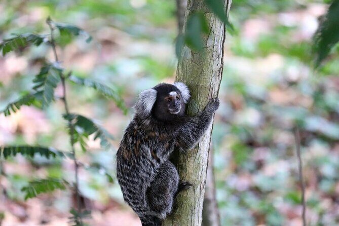 Tijuca Rainforest Waterfalls, Wildlife, Caves and Rio Scenic View - The Bat Cave: 100 meters of cavern drama