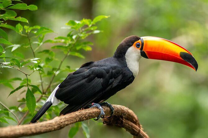 Tijuca Rainforest Waterfalls, Wildlife, Caves and Rio Scenic View - Cascata da Baronesa: the relaxed payoff (and a chance to cool down)